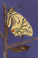 Metamorphose von Schwalbenschwanz (Papilio machaon)