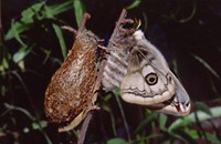 Metamorphose des Kleinen Nachtpfauenauges (Saturnia pavonia)